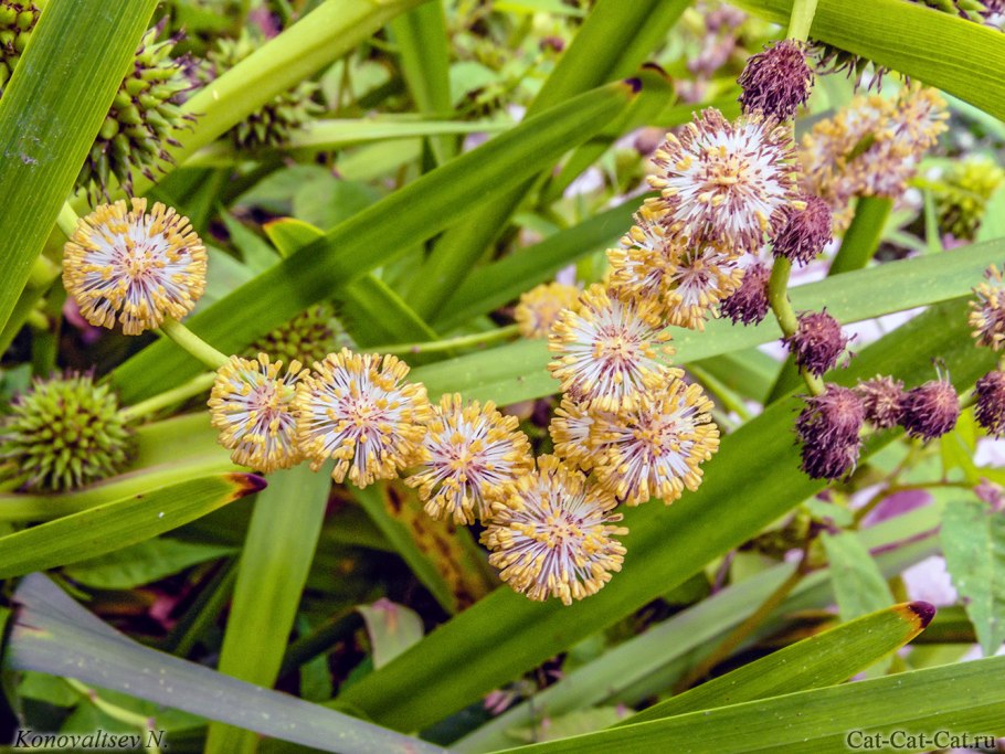 Sparganium emersum фото растения