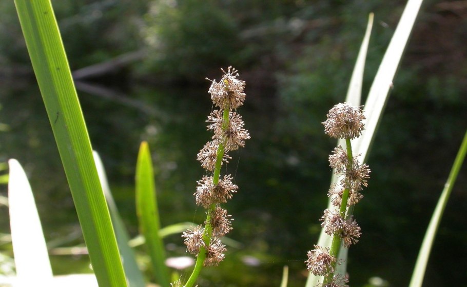 Ежеголовник злаковый