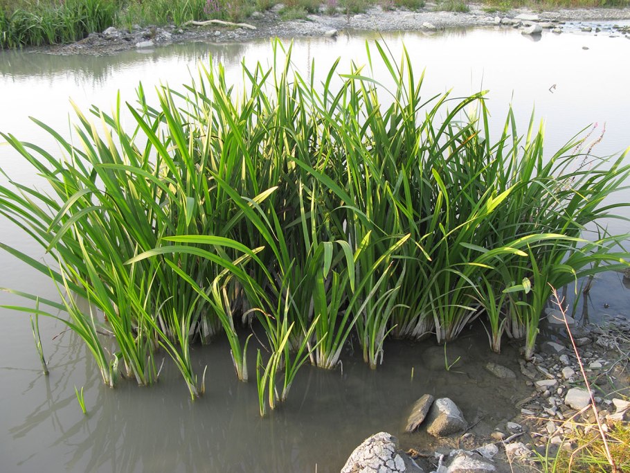 Ежеголовник цветок