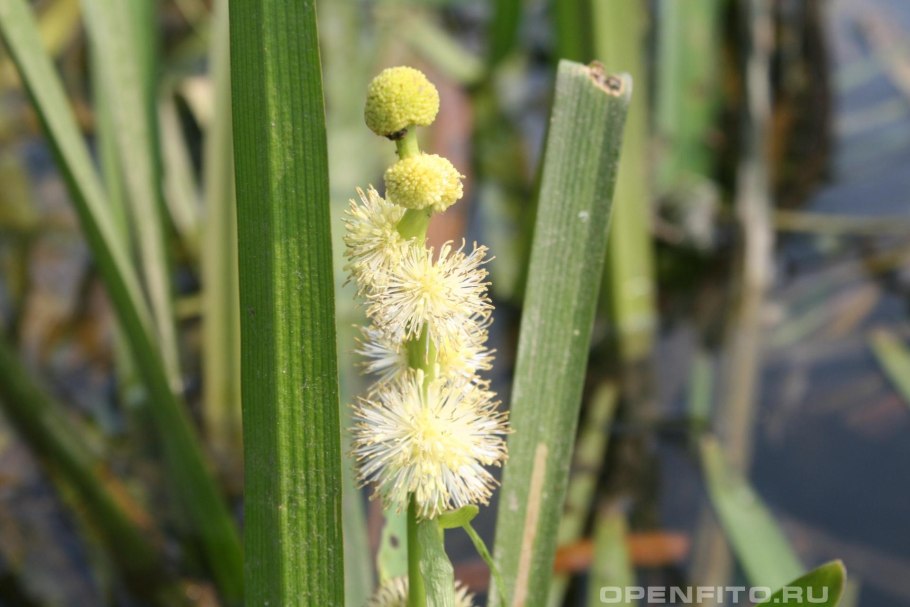 Ежеголовник злаковый