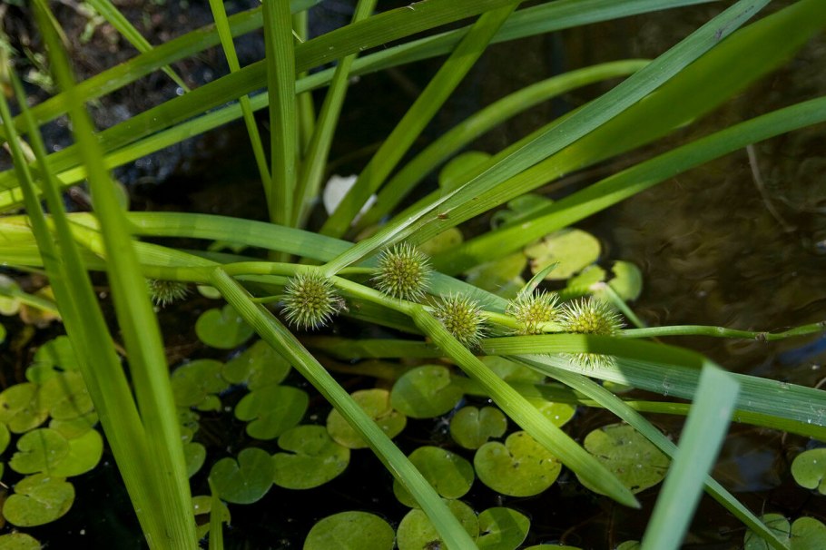 Ежеголовник злаковый