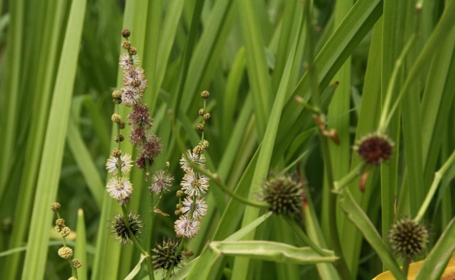 Ежеголовник злаковый