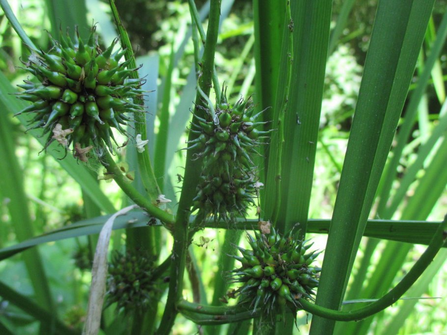 Что такое Ежеголовник в распустившимся виде