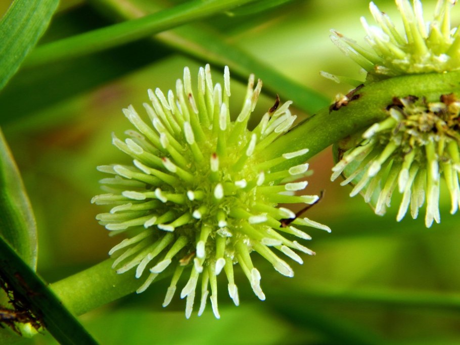 Ежеголовник (Sparganium)