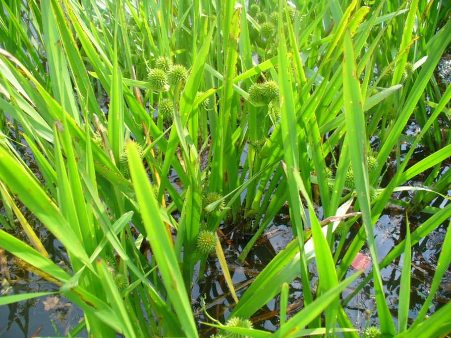 Ежеголовник обыкновенный