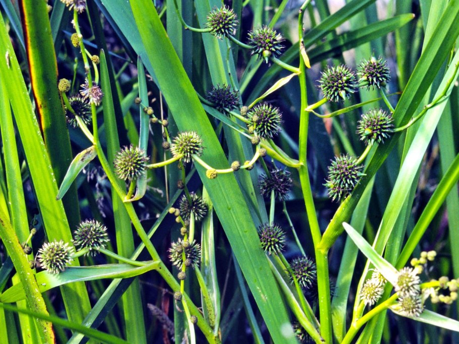 Ежеголовник злаковый