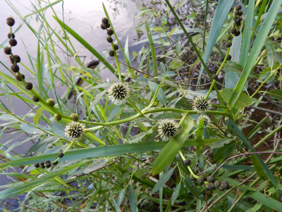 Ежеголовник узколистный