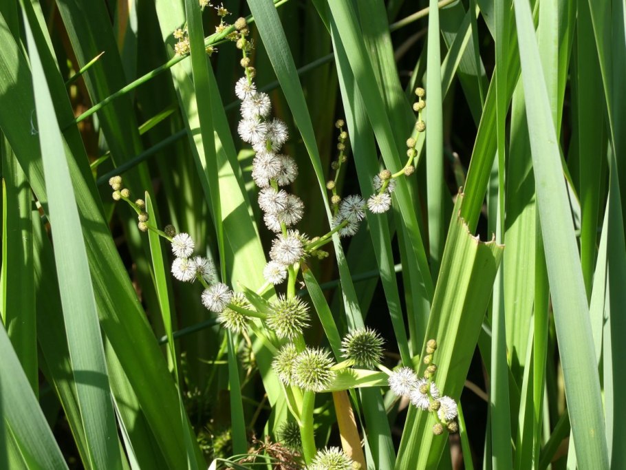 Ежеголовник корейский