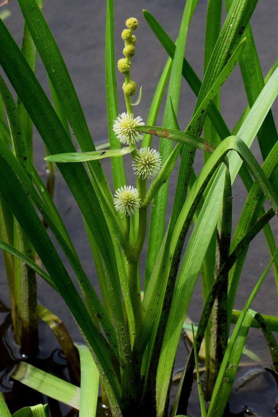 Ежеголовник ветвистый корневая система