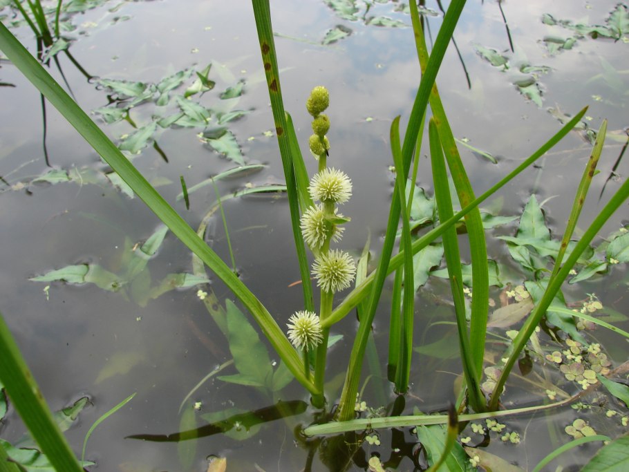 Ежеголовник (Sparganium)