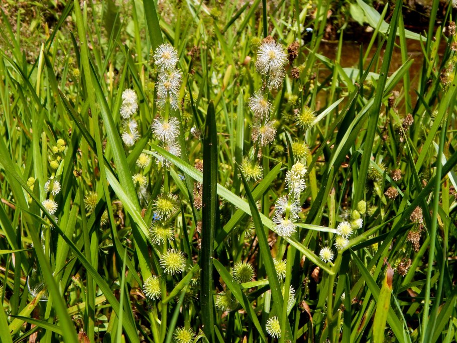 Ежеголовник Sparganium Erectum