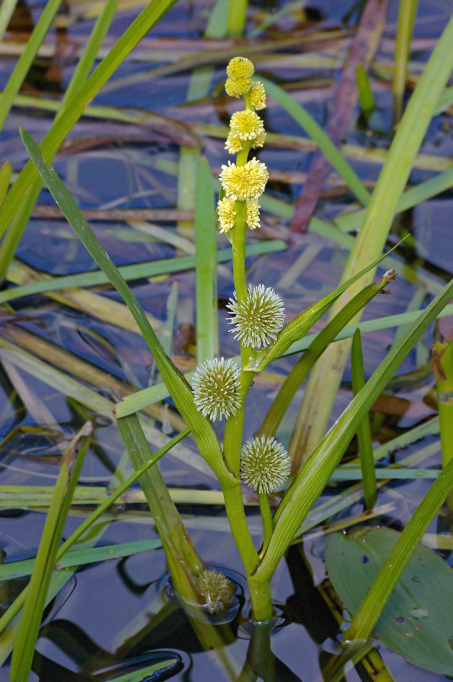 Ежеголовник злаковый