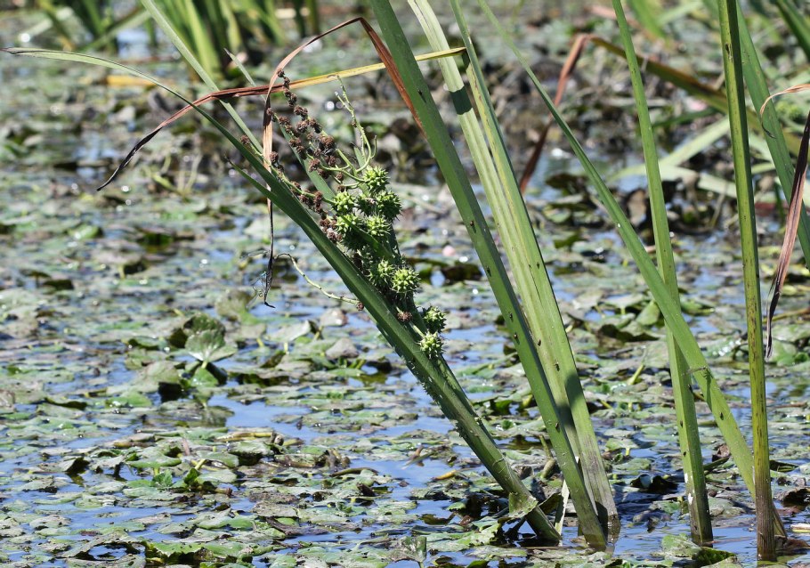 Ежеголовник злаковый