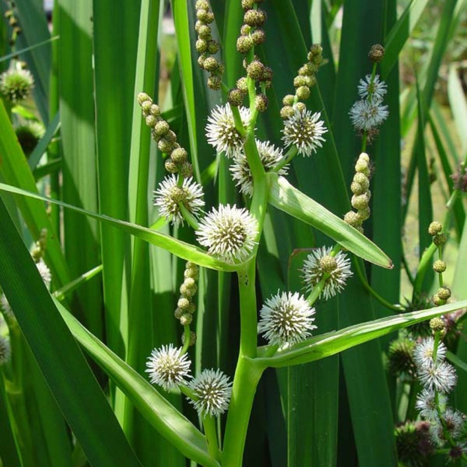 Ежеголовник (Sparganium)