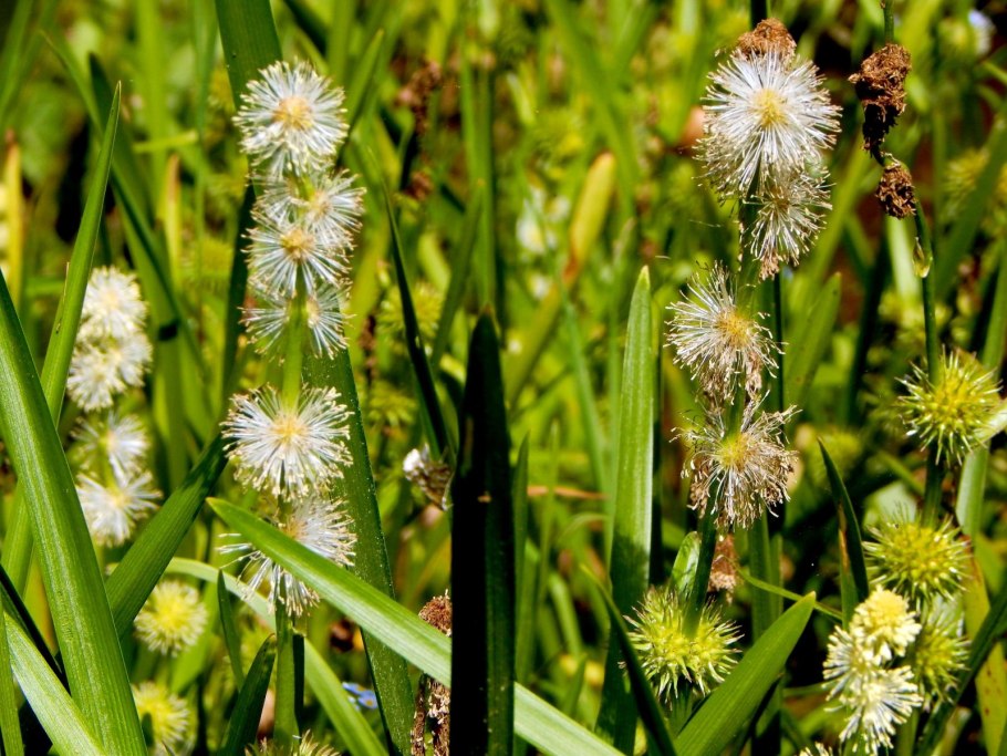 Ежеголовник стрелолист