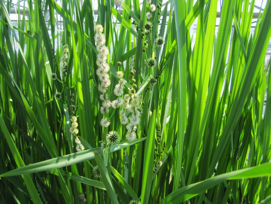 Ежеголовник злаковый