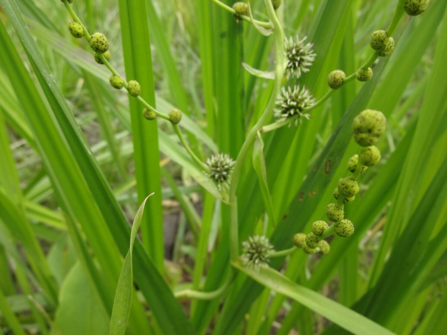 Ежеголовник мелкоплодный