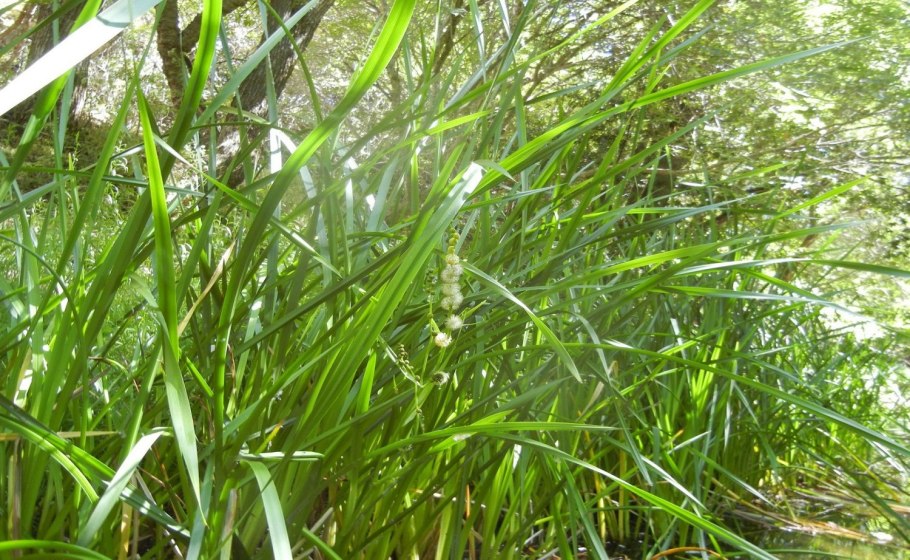 Ежеголовник всплывающий