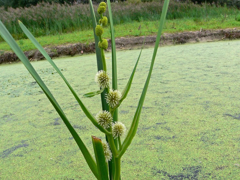 Ежеголовник плоды