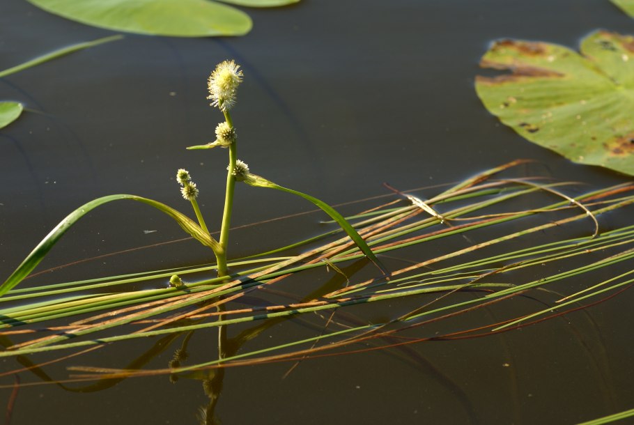 Ежеголовник злаковый