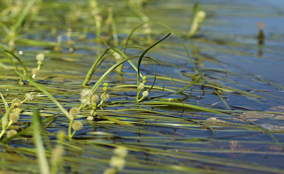 Ежеголовник узколистный фото