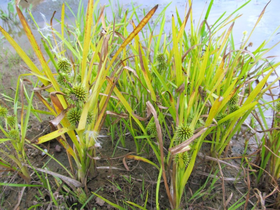 Ежеголовник узколистный