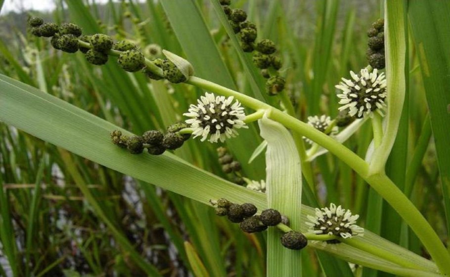 Ежеголовник злаковый