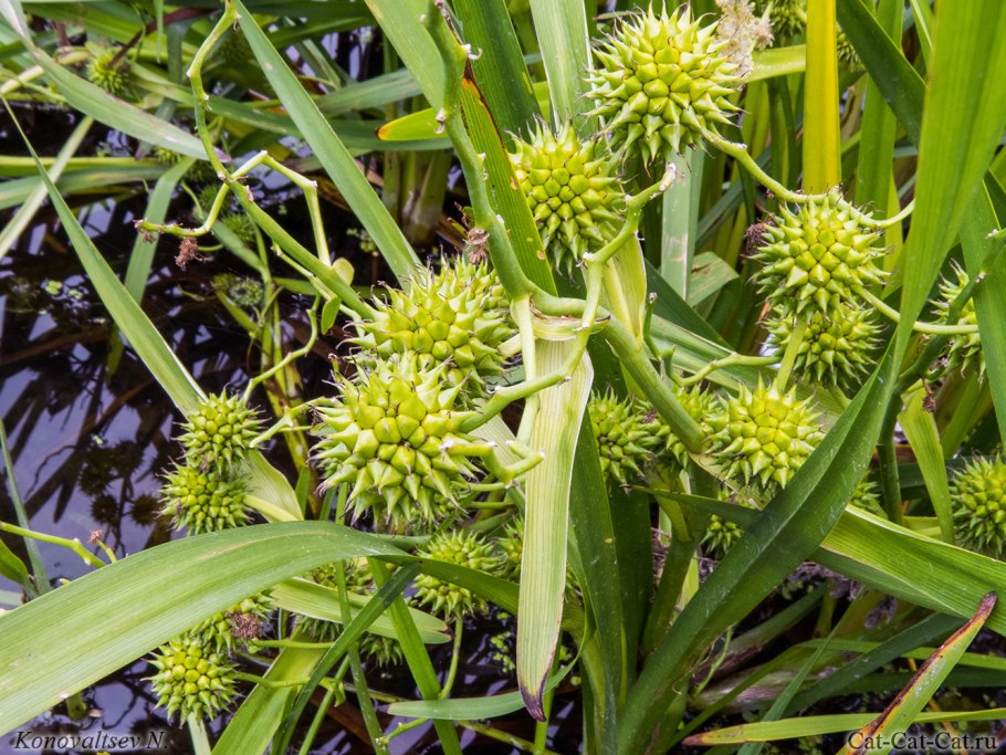 Ежеголовник узколистный