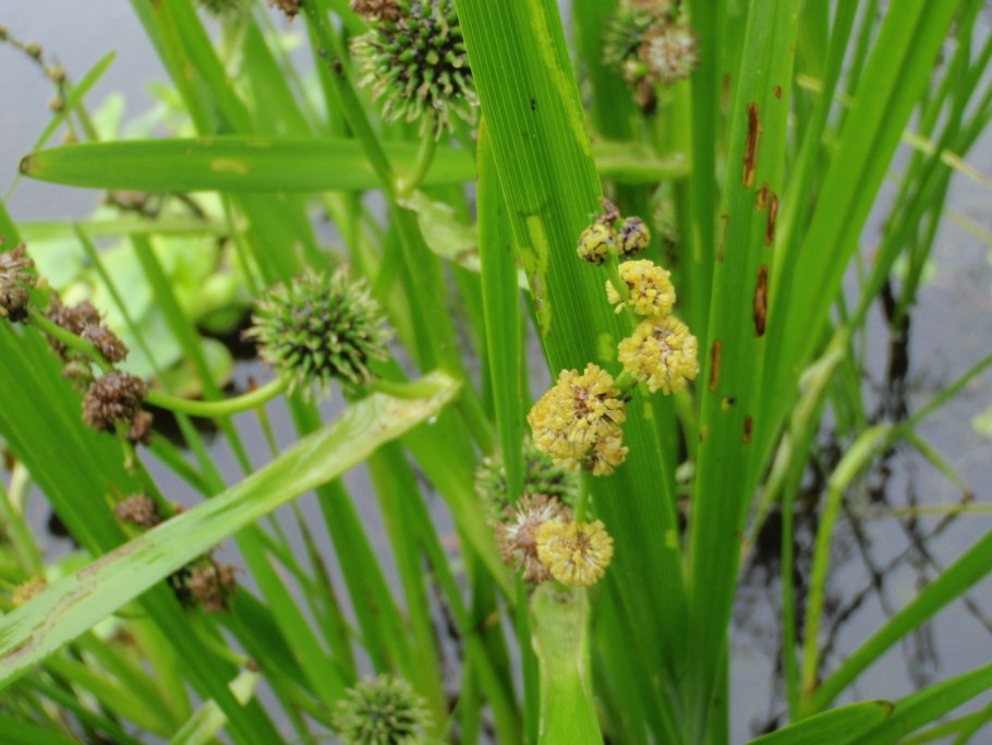 Ежеголовник ветвистый