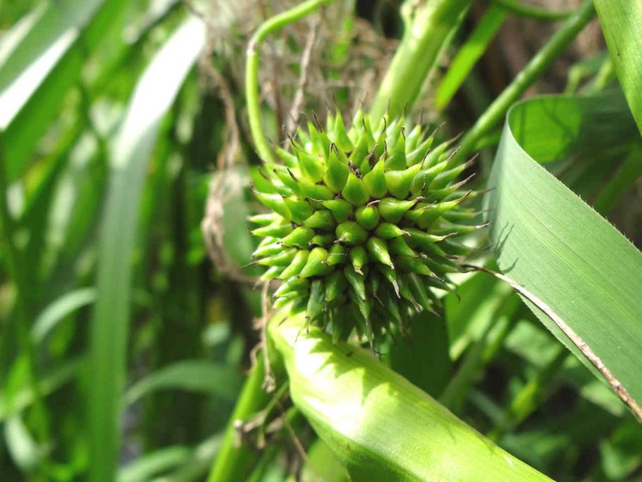 Ежеголовник злаковый