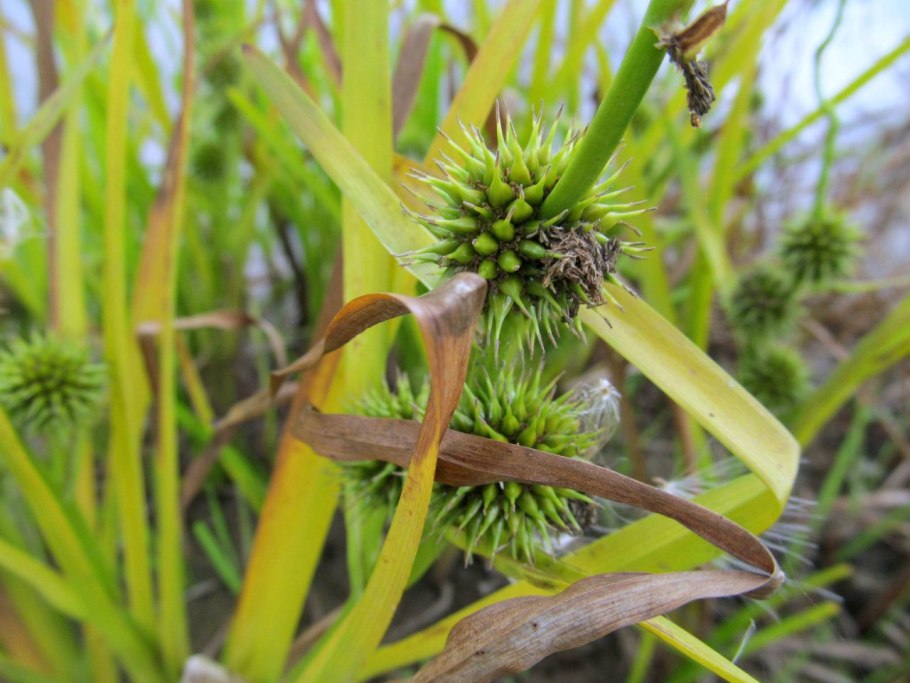 Болотник болотный