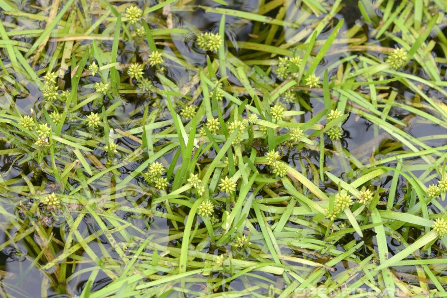 Белокрылый болотник