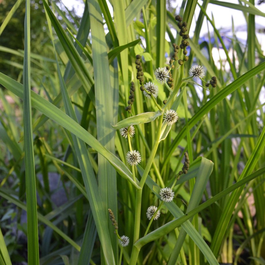 Ежеголовник узколистный