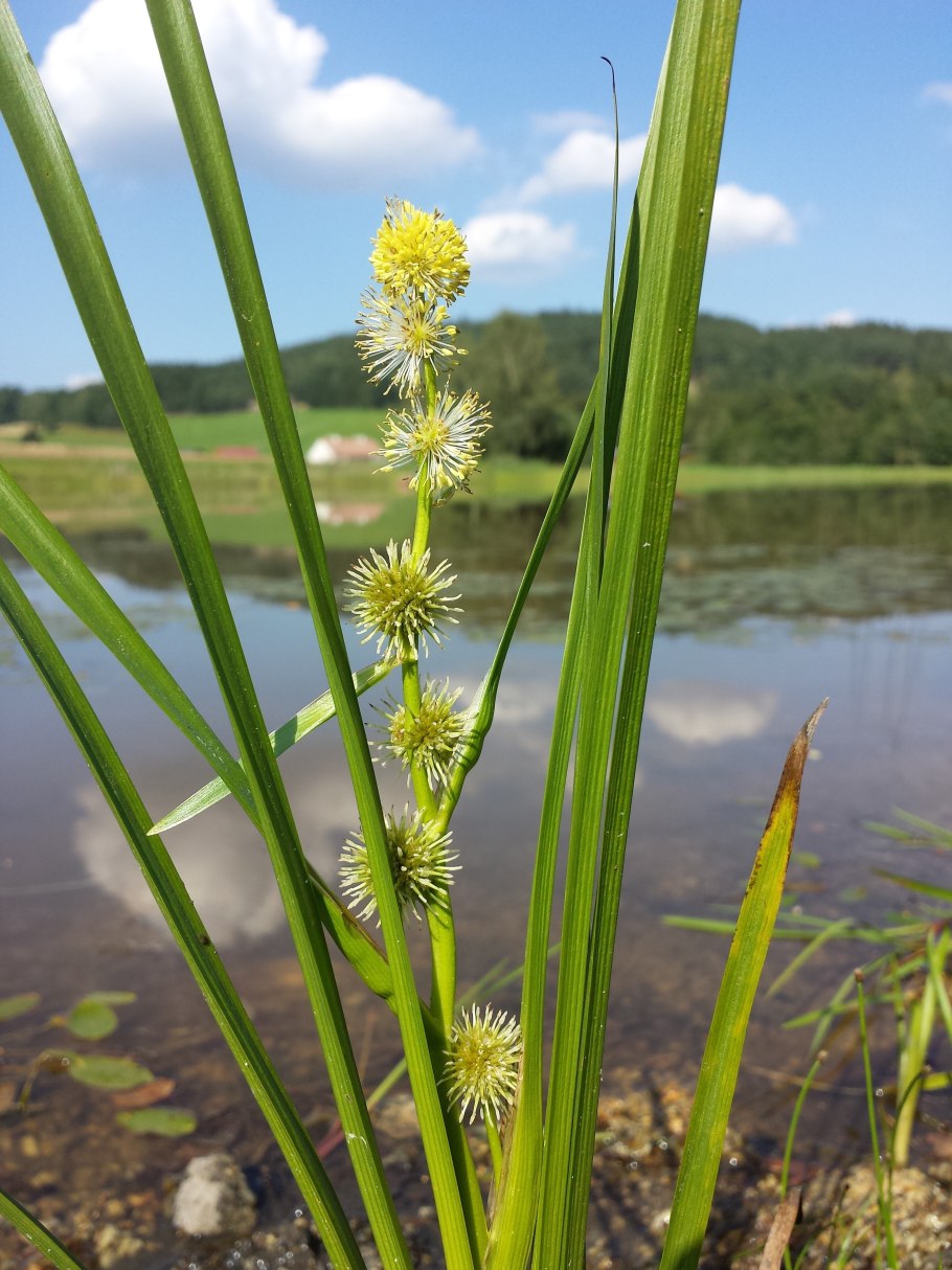 Ежеголовник злаковый