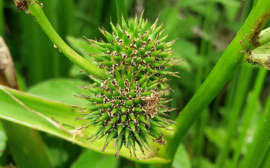 Северный Ежеголовник