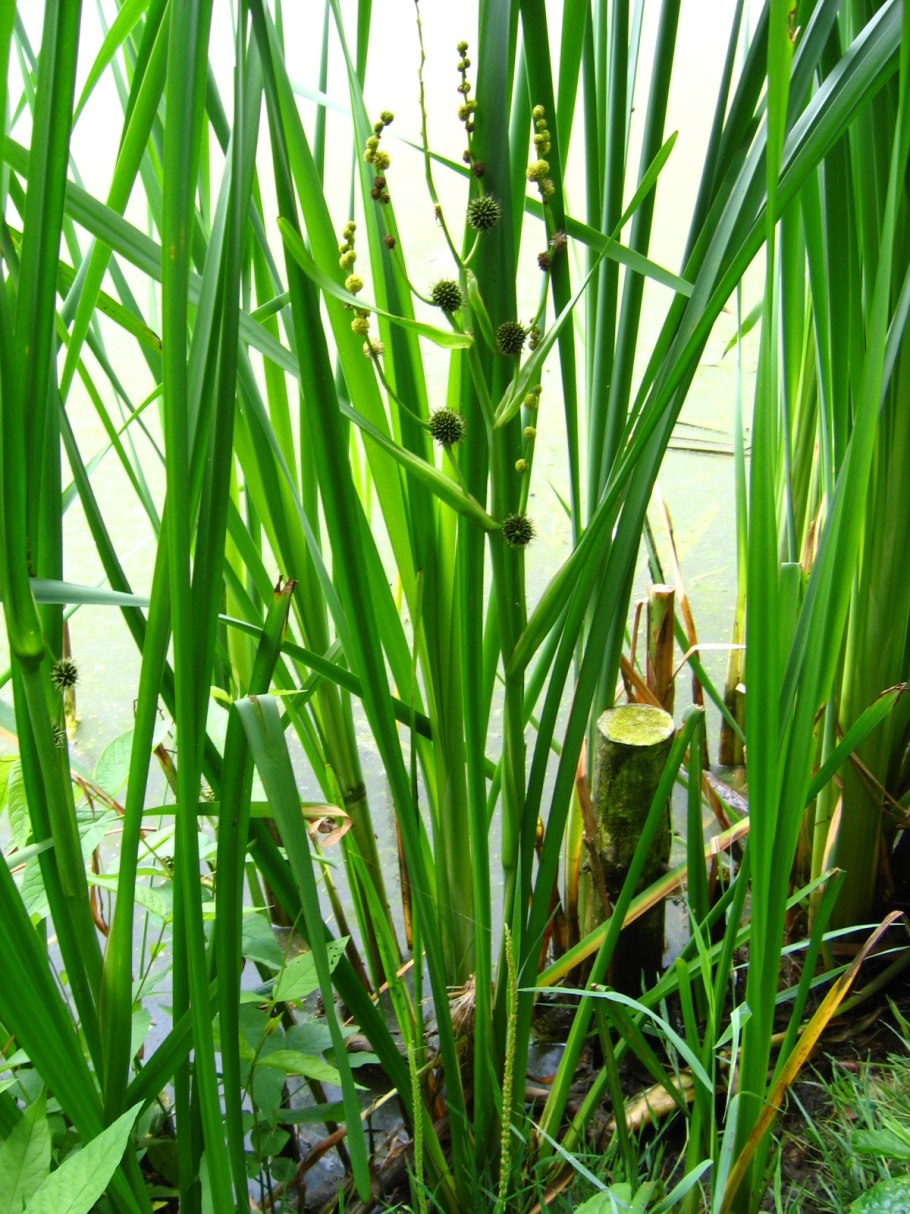 Ежеголовник злаковый