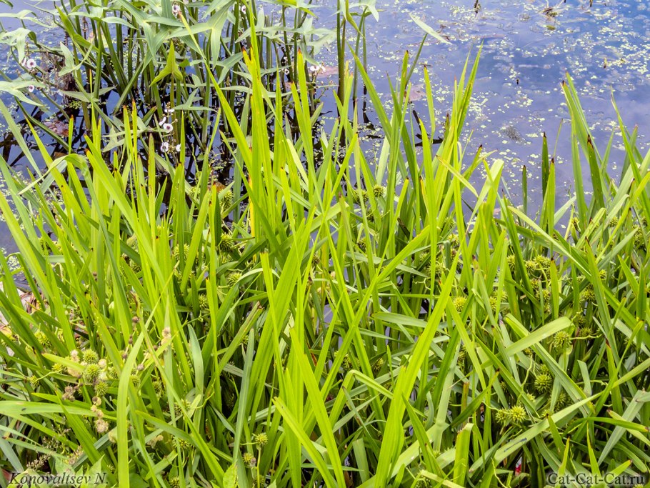 Ежеголовник прямой (Sparganium Erectum)