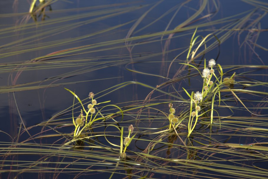 Корень ежеголовника