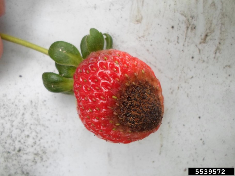 Антракноз земляники Colletotrichum acutatum