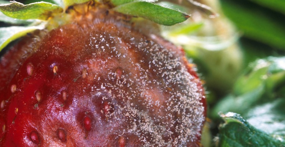 Botrytis cinerea серая гниль земляники