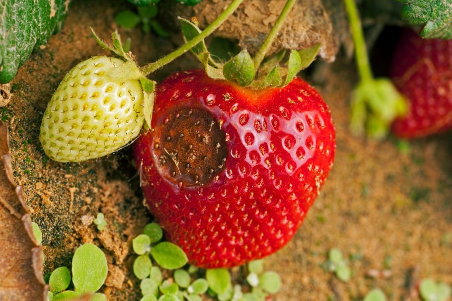 Anthracnose of Strawberry