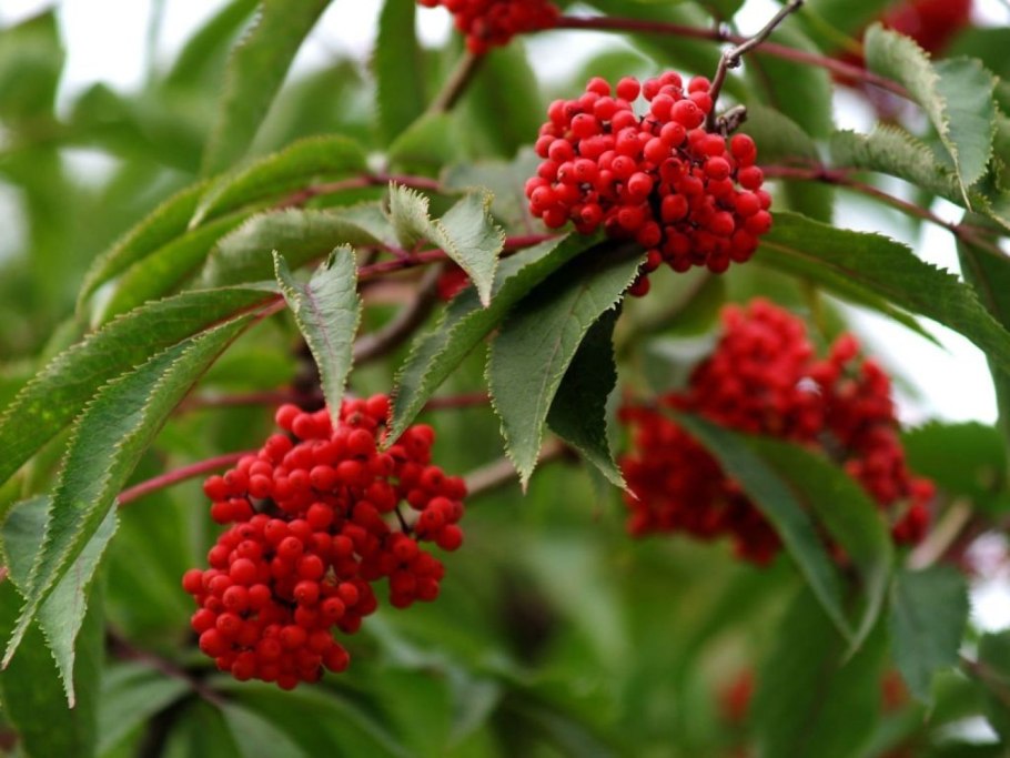 Бузина красная Sambucus