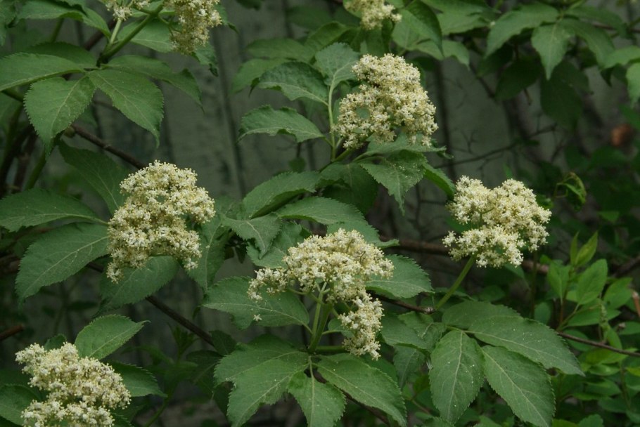 Бузина черная Мадонна