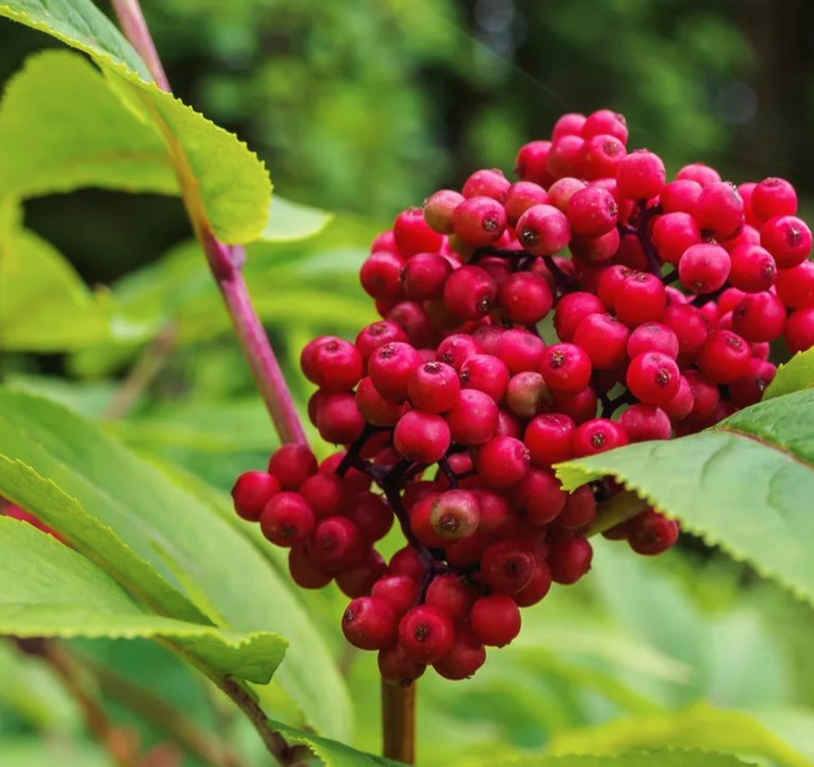 Бузина кистевая (красная)