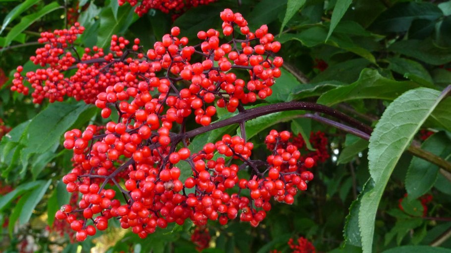 Бузина обыкновенная (Sambucus racemosa)