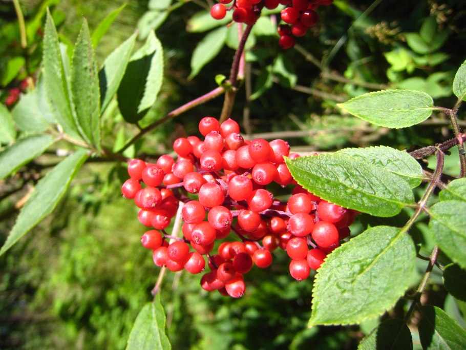 Бузина красная съедобная