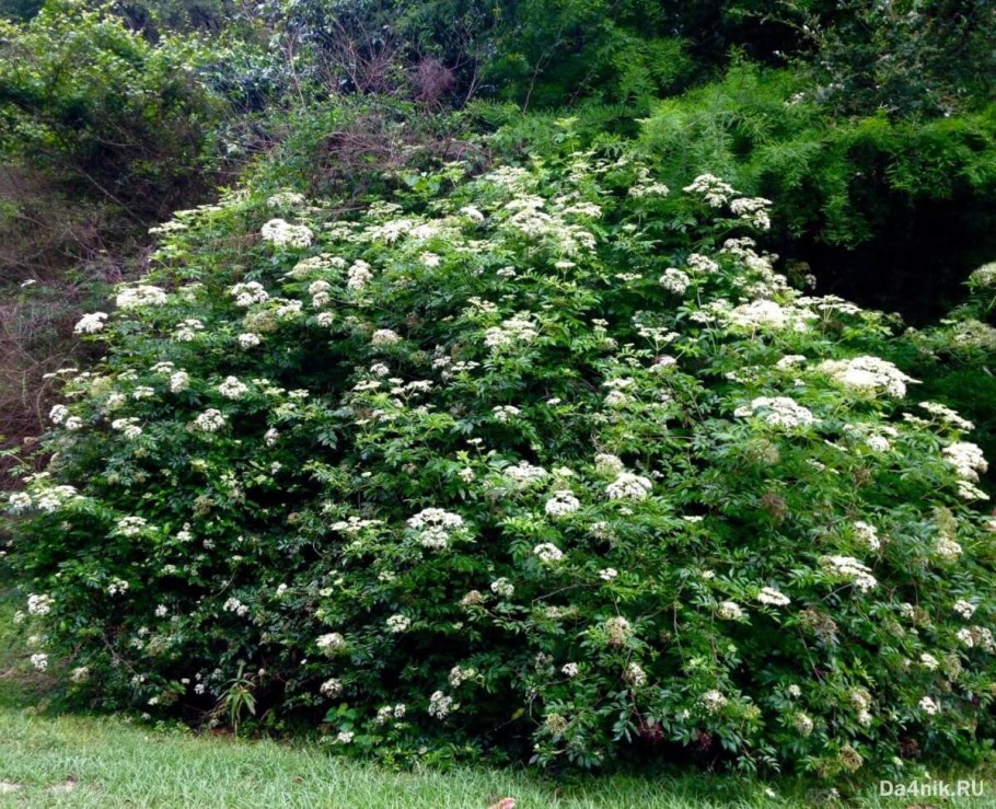 Бузина черная куст