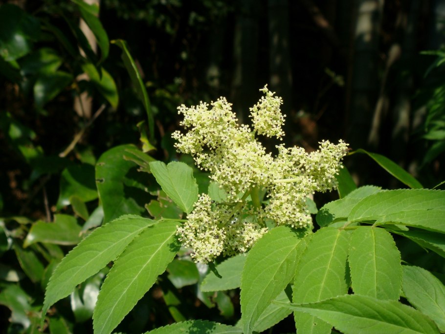 Бузина обыкновенная (Sambucus racemosa)