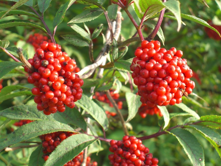 Бузина красная