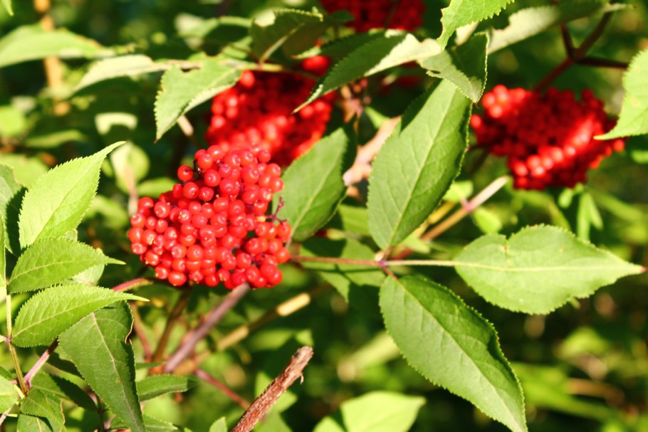 Бузина красная Sambucus